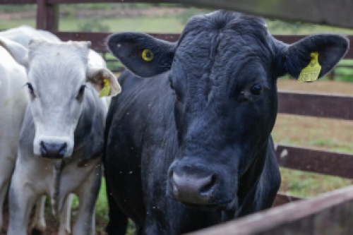 CNA debate sistema de rastreabilidade individual de bovinos e bubalinos