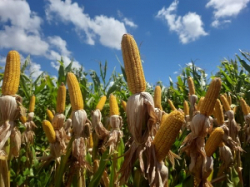 Colheita do milho alcança 46% da área total estimada