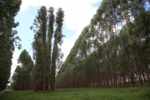 CNA debate pautas do setor florestal para 2023