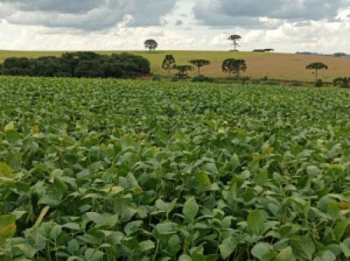 Insuficiência de chuvas pode comprometer produtividade da soja