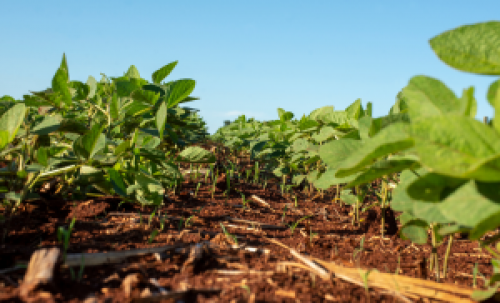 Zoneamento agrícola de risco climático para a soja é atualizado no Brasil