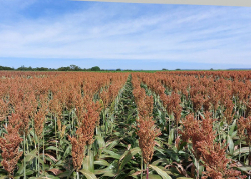 Novas cultivares de sorgo e de milho com elevado potencial produtivo chegam ao mercado