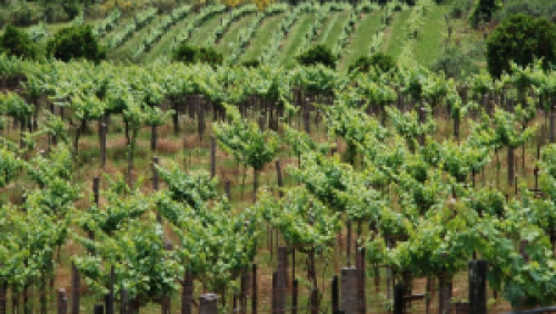 Produtores de vinho e derivados têm até 10 de julho para fazer declaração obrigatória