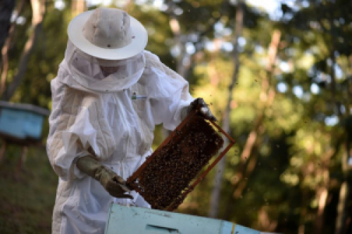 Sancionada criação de política nacional de incentivo à produção de mel 
