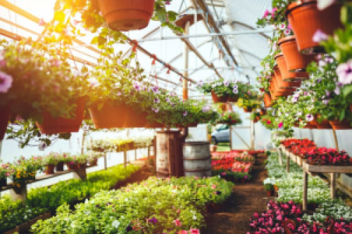 Nova lei cria incentivo à cultura de flores e de plantas ornamentais de qualidade