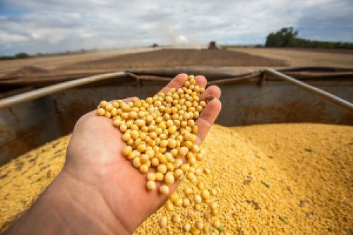 CNA orienta produtores sobre calendário de semeadura e vazio sanitário da soja 