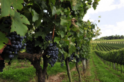 Comissão de Turismo debate a criação da zona franca da uva e do vinho