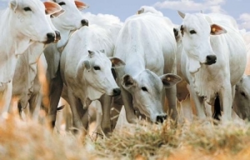 Volume exportado de carne bovina in natura é recorde para agosto.