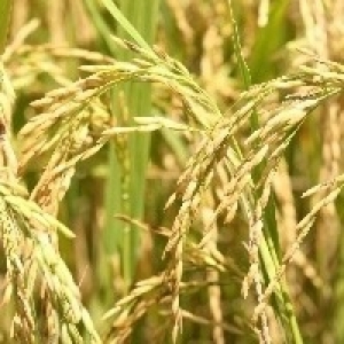 Cientistas desenvolvem variedade de arroz tolerante a sal.
