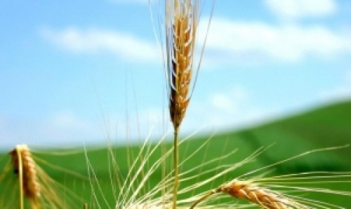 Lavoura de trigo garante boas condições de desenvolvimento.