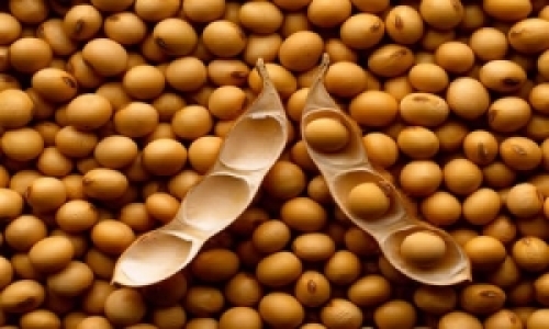 AgRural estima safra de soja do Brasil em recorde; aponta início precoce do plantio