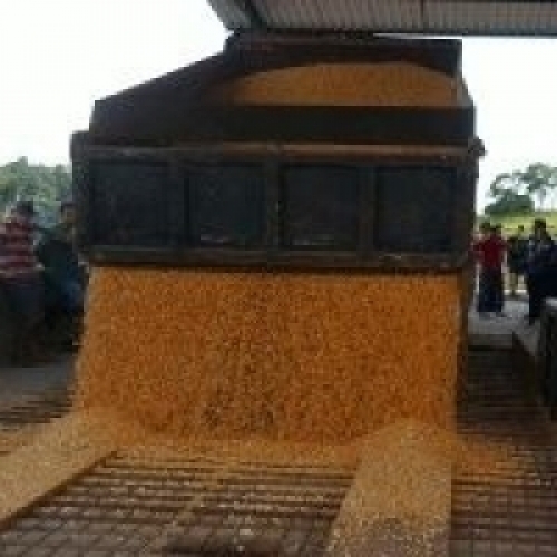 Produção mundial de grãos deve cair, diz IGC.