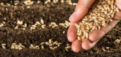 Baixa disponibilidade no tratamento de sementes preocupa