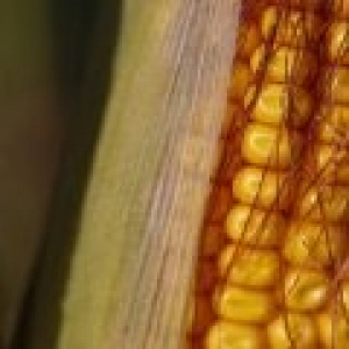 Sexta-feira começa com leves desvalorizações para as cotações do milho em Chicago.