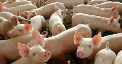 Falta de investimento deve limitar exportação de carne suína.