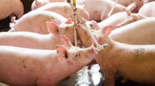 Pressões de doenças desafiam mercado global para carne suína, aponta Rabobank.