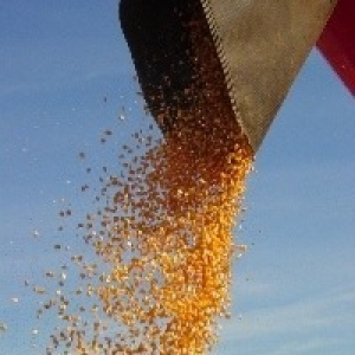 Julho encerra com preços do milho 6,51% menores.